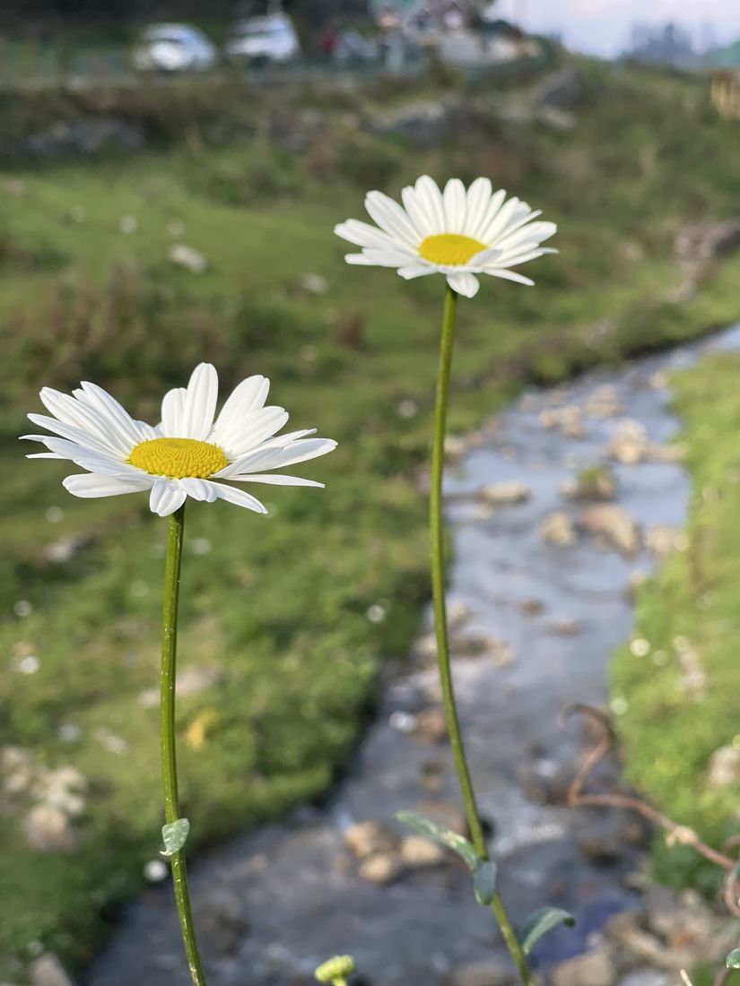 Daisies by a stream