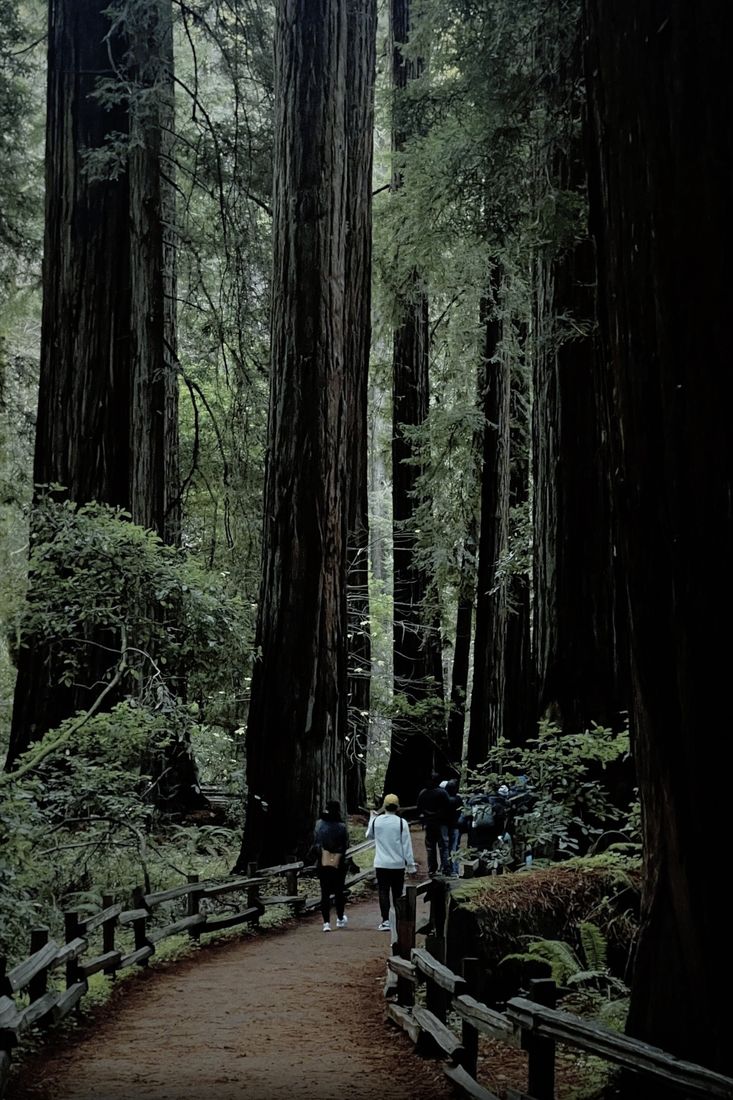 A trail through the redwoods